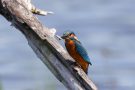 Eisvogel (Alcedo atthis) mit Fisch