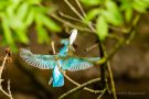 Eisvogel (Alcedo atthis) mit Futterfisch