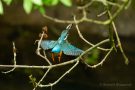 Eisvogelweibchen (Alcedo atthis) mit Futterfisch