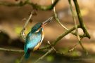 Eisvogelweibchen (Alcedo atthis) mit Futterfisch