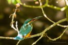 Eisvogelweibchen (Alcedo atthis) mit Futterfisch