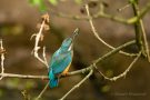 Eisvogel (Alcedo atthis) mit Futterfisch