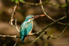 Eisvogel (Alcedo atthis) mit Goldfisch