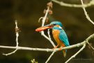 Eisvogel (Alcedo atthis) mit Goldfisch