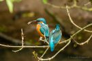 Eisvogel-Männchen (Alcedo atthis) mit Libellen-Larve