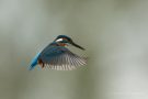 Eisvogelmännchen (Alcedo atthis) im Rüttelflug
