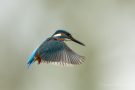 Eisvogelmännchen (Alcedo atthis) im Rüttelflug