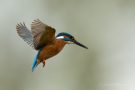 Eisvogelmännchen (Alcedo atthis) im Rüttelflug