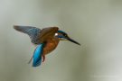 Eisvogelmännchen (Alcedo atthis) im Rüttelflug