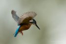 Eisvogelmännchen (Alcedo atthis) im Rüttelflug