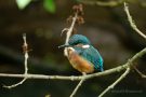 Gerade ausgeflogener junger Eisvogel (Alcedo atthis)