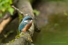 Junger Eisvogel (Alcedo atthis)