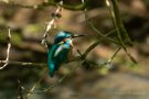 Junger Eisvogel (Alcedo atthis)