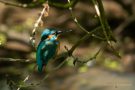 Junger Eisvogel (Alcedo atthis)