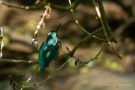 Junger Eisvogel (Alcedo atthis)