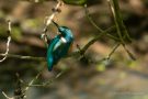 Junger Eisvogel (Alcedo atthis)