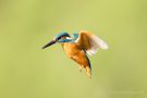 Eisvogelmännchen (Alcedo atthis) im Rüttelflug