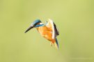 Eisvogelmännchen (Alcedo atthis) im Rüttelflug