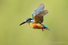 Eisvogelmännchen (Alcedo atthis) im Rüttelflug