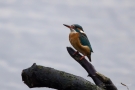 Eisvogel (Alcedo atthis) bei Tarnewitz