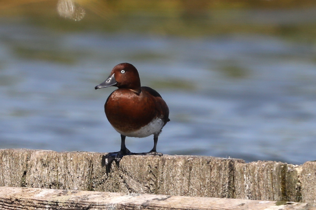 Moorente (Aythya nyroca)