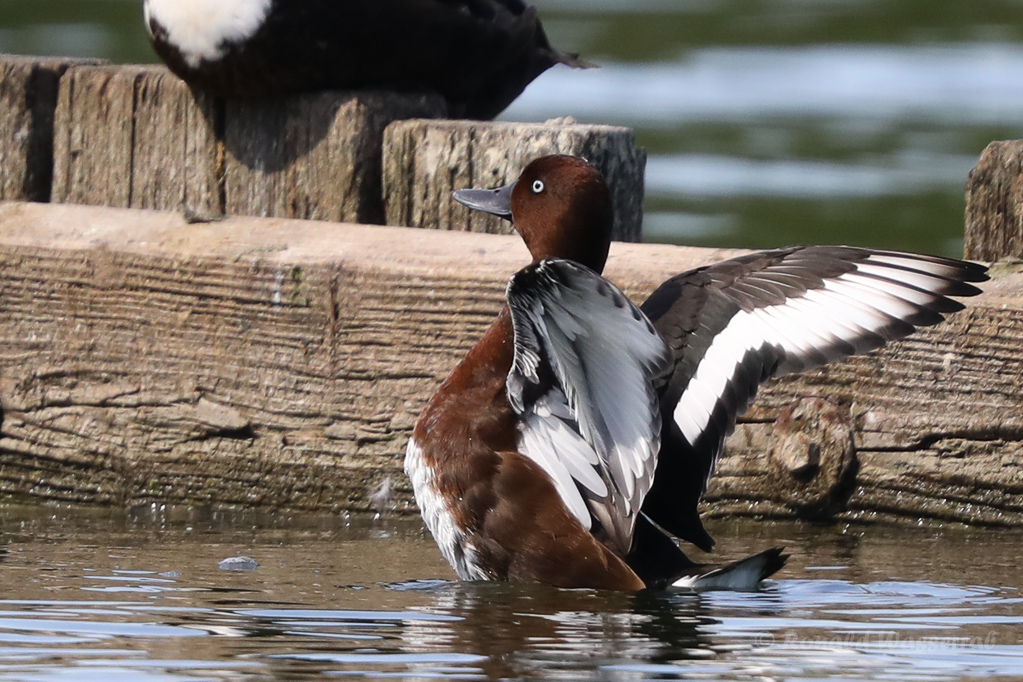 Moorente (Aythya nyroca)