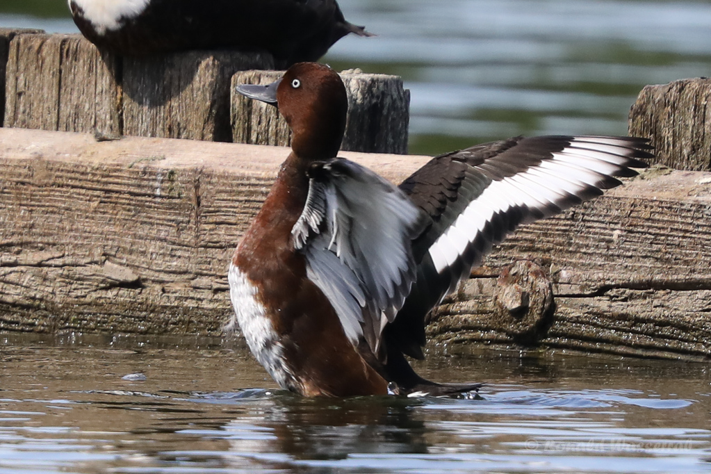 Moorente (Aythya nyroca)
