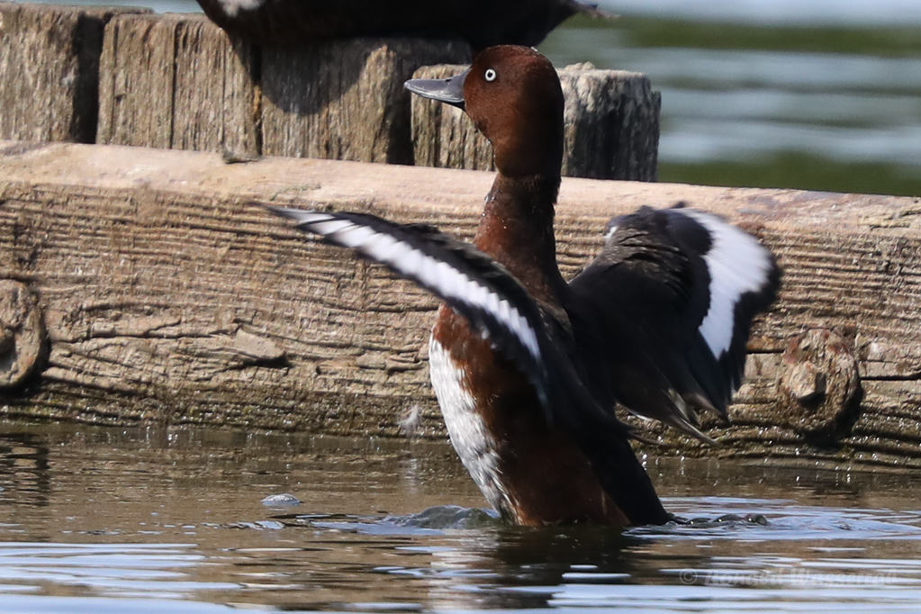 Moorente (Aythya nyroca)