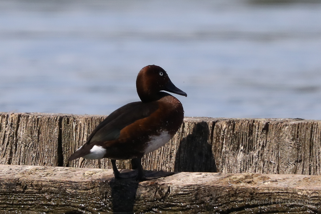Moorente (Aythya nyroca)