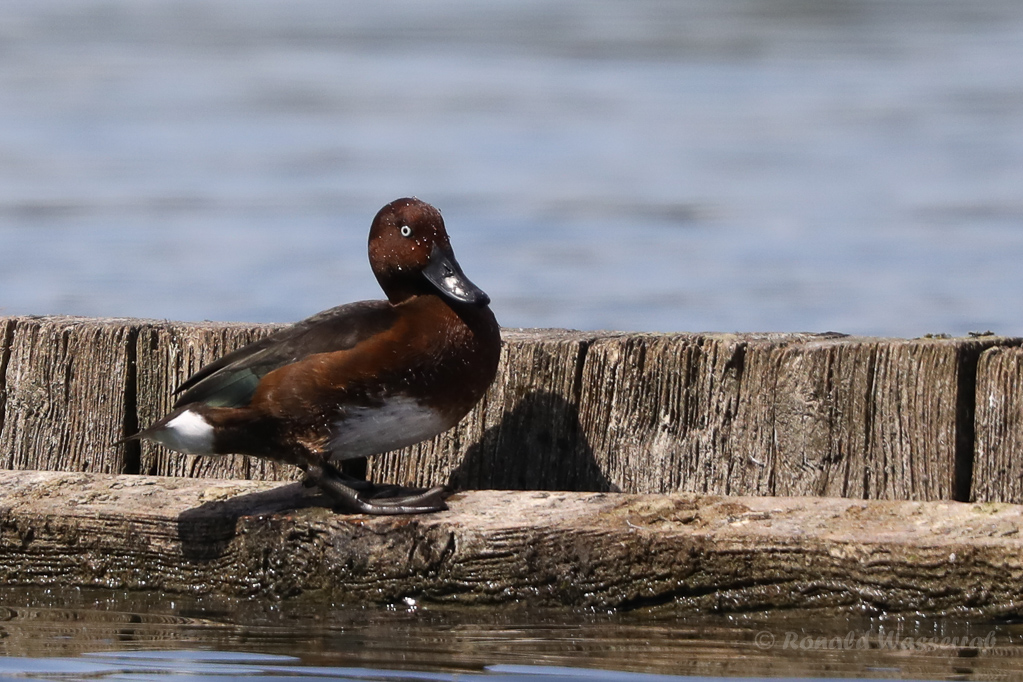 Moorente (Aythya nyroca)