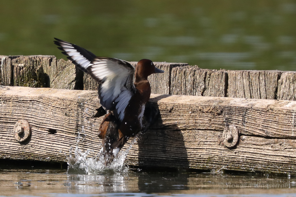 Moorente (Aythya nyroca)