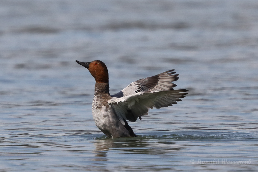 Tafelente (Aythya ferina) in Moos