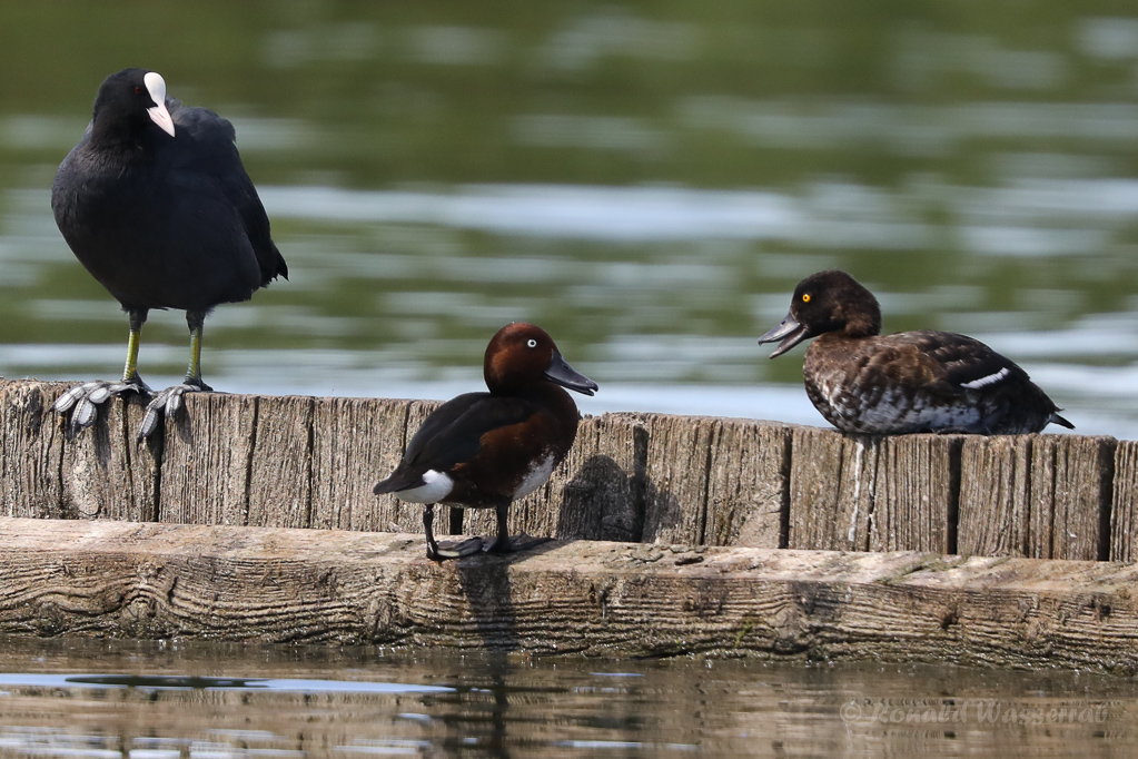 Moorente (Aythya nyroca)