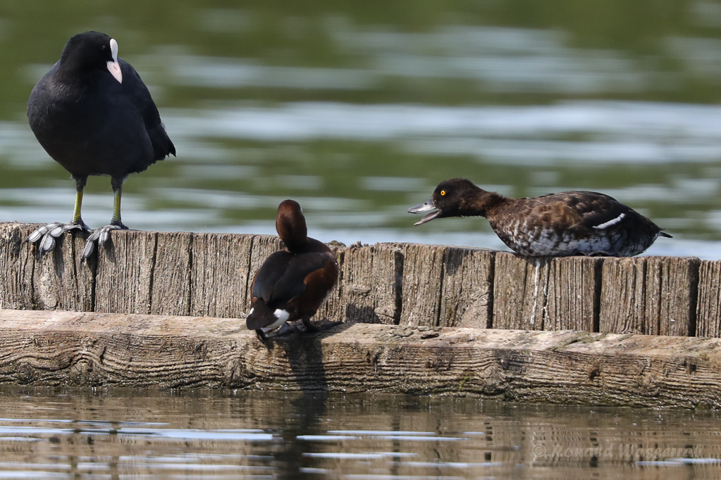 Moorente (Aythya nyroca)