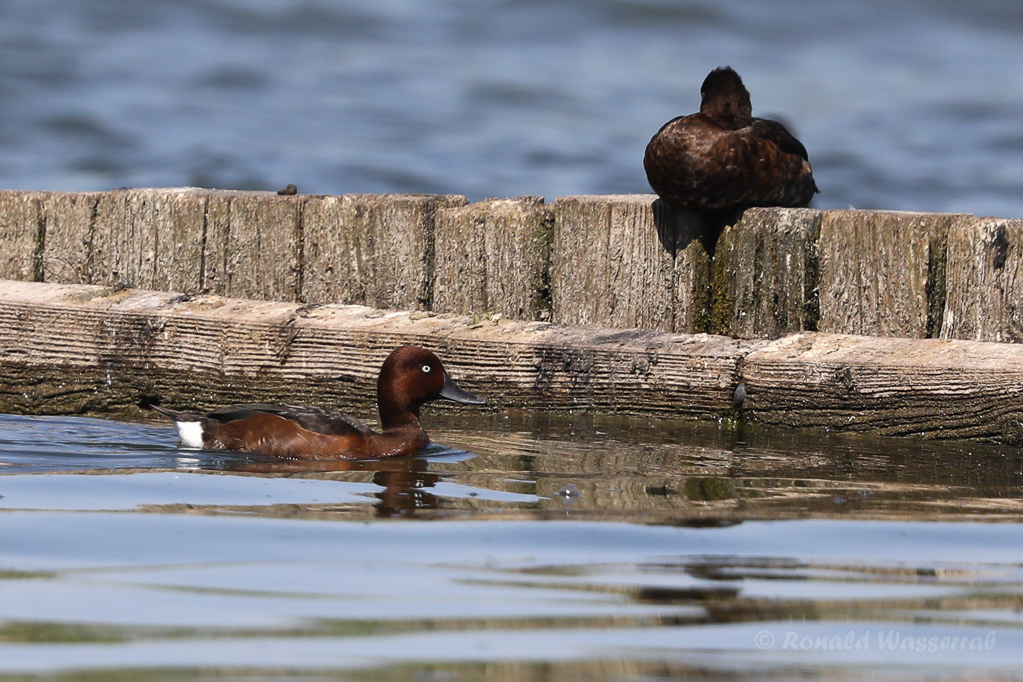 Moorente (Aythya nyroca)