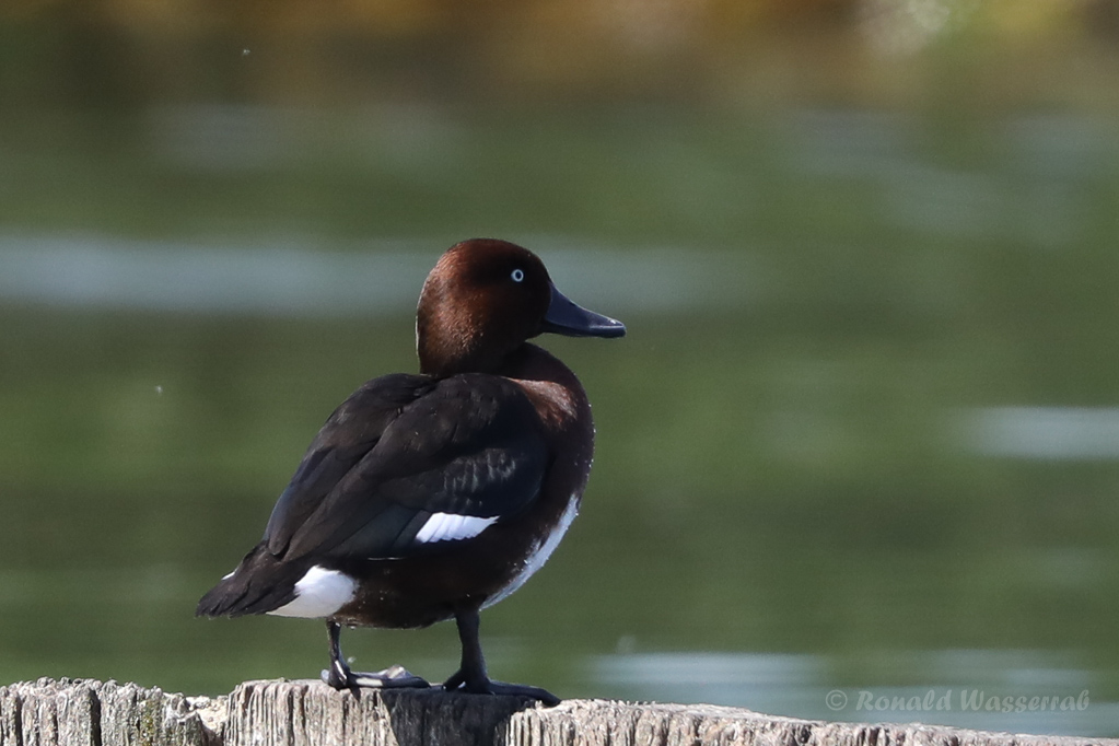 Moorente (Aythya nyroca)