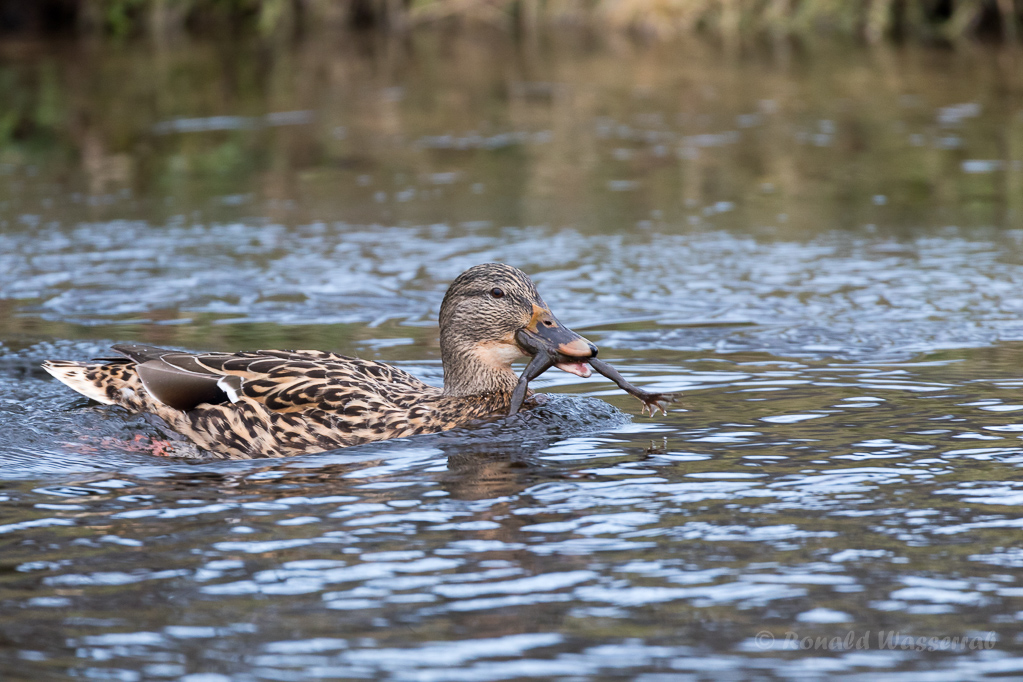 Stockente (Anas platyrhynchos) mit Frosch auf der Nette
