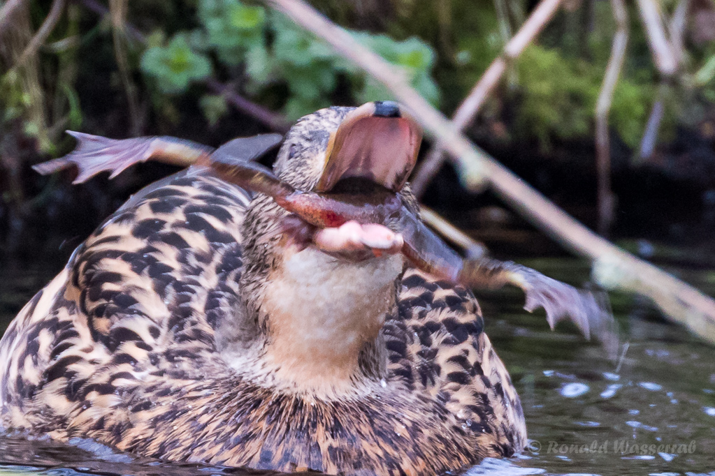 Stockente (Anas platyrhynchos) mit Frosch auf der Nette