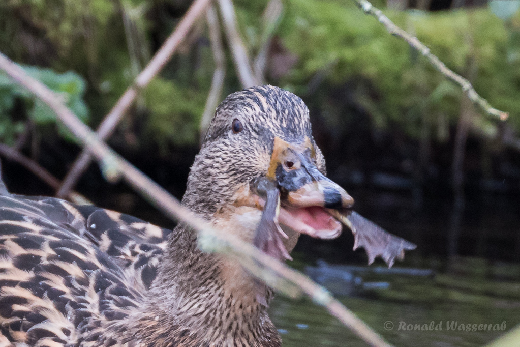 Stockente (Anas platyrhynchos) mit Frosch auf der Nette