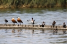 Moorente (Aythya nyroca) neben anderen Vögeln auf Buhne