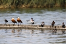 Moorente (Aythya nyroca) neben anderen Vögeln auf Buhne