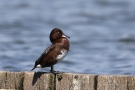 Moorente (Aythya nyroca)
