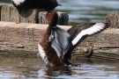 Moorente (Aythya nyroca)