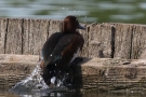 Moorente (Aythya nyroca)
