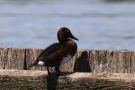 Moorente (Aythya nyroca)