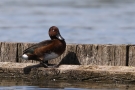 Moorente (Aythya nyroca)