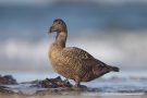 Eiderenten-Weibchen (Somateria mollissima) auf der Düneninsel