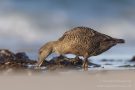 Eiderenten-Weibchen (Somateria mollissima) auf der Düneninsel
