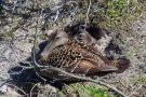 Eiderente mit Küken (Somateria mollissima)