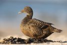 Eiderenten-Weibchen (Somateria mollissima) auf der Düneninsel
